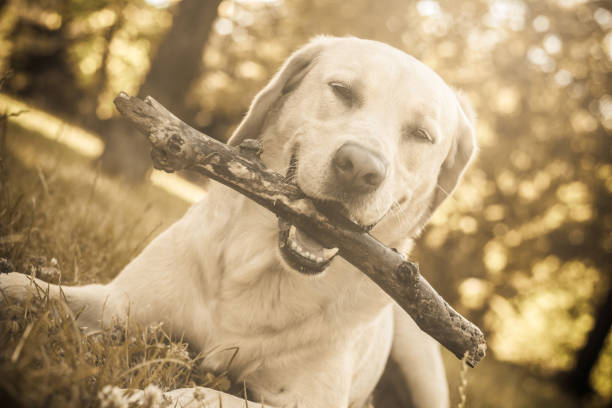 Smiling cute labrador dog playing with a stick in the city park portrait. Smiling and looking up, looking away