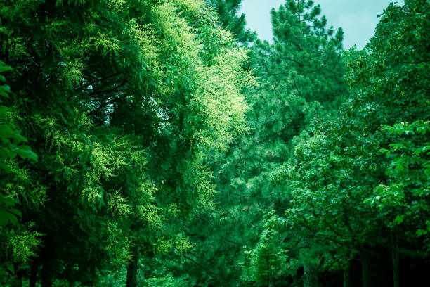 istock City park bokeh background 1308504554