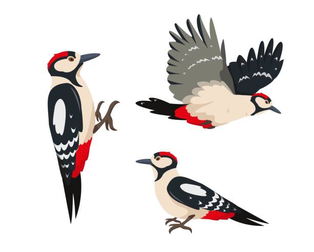 Set of Bright woodpeckers in different poses Set of Woodpecker birds. Bright woodpeckers in different poses. Colorful woodland animal icons. Vector illustration isolated on white background. woodpecker stock illustrations