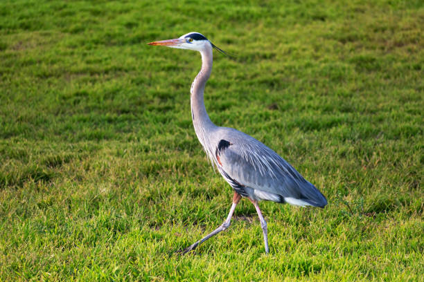 istock Side view of great blue heron walking on green grass. 1308505752