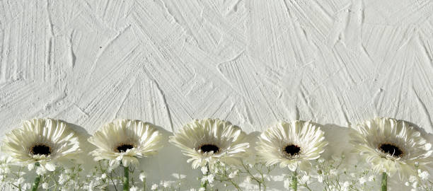 istock White gerberas on off white textured background with copy space, place for your text. Off white gerbera daisy natural fresh flowers in a row. Panoramic banner greeting card 1308505821