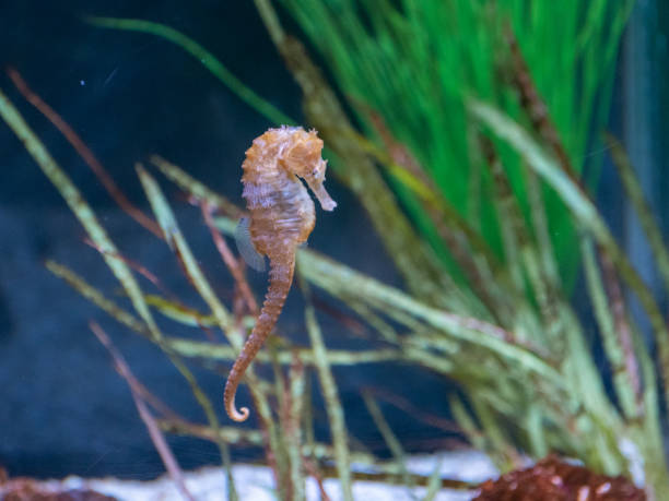 istock Sea horse swimming 1308507545