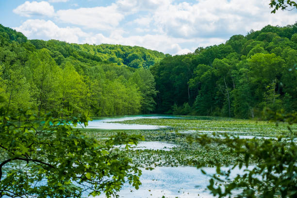 istock View of a lake covered with floating leaves 1308507579