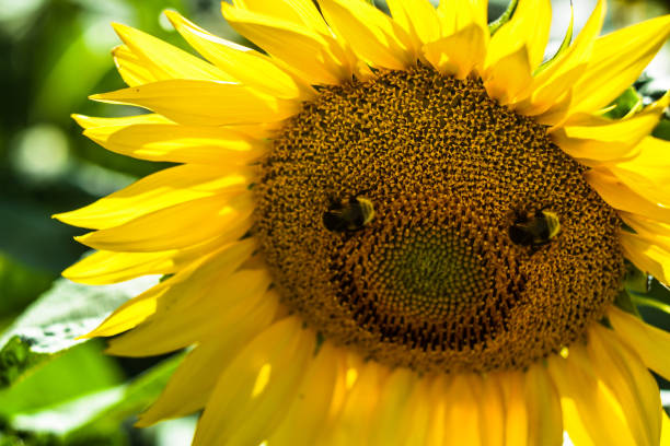 istock Smile sunflower and bee 1308509106