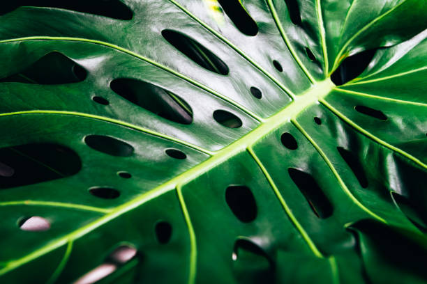 istock Tropical monstera leaves on yellow 1308510688