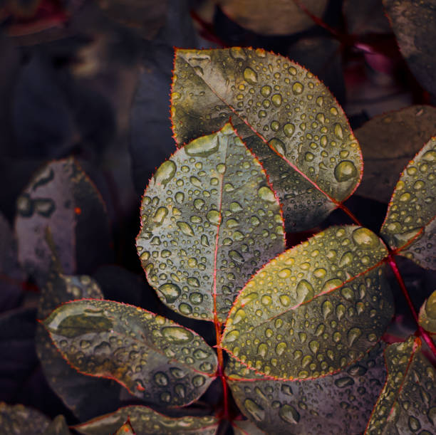 istock raindrops on the green leaves in rainy days in springtime 1308512047