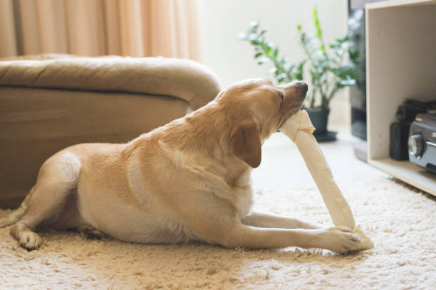 istock The Labrador Retriever is lying on the carpet and chewing on a bone. 1308512185