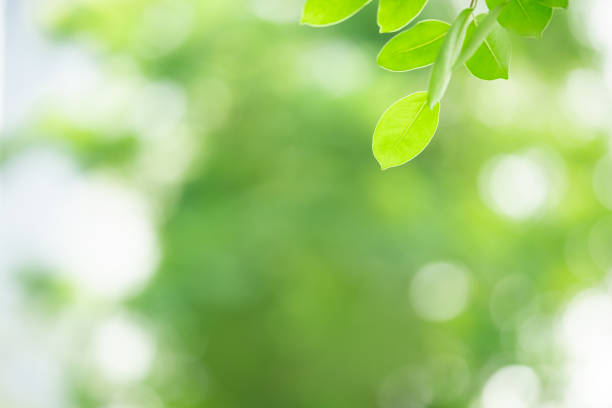 istock Beautiful nature view green leaf on blurred greenery background under sunlight with bokeh and copy space using as background natural plants landscape, ecology wallpaper concept. 1308513249