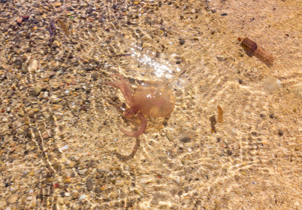 istock A jellyfish in a beach of Ibiza (Spain) 1308514601