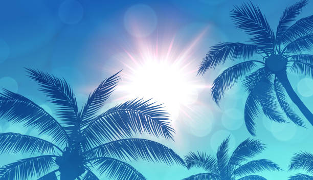 ilustrações de stock, clip art, desenhos animados e ícones de palm trees and sun blue background - warm up beach