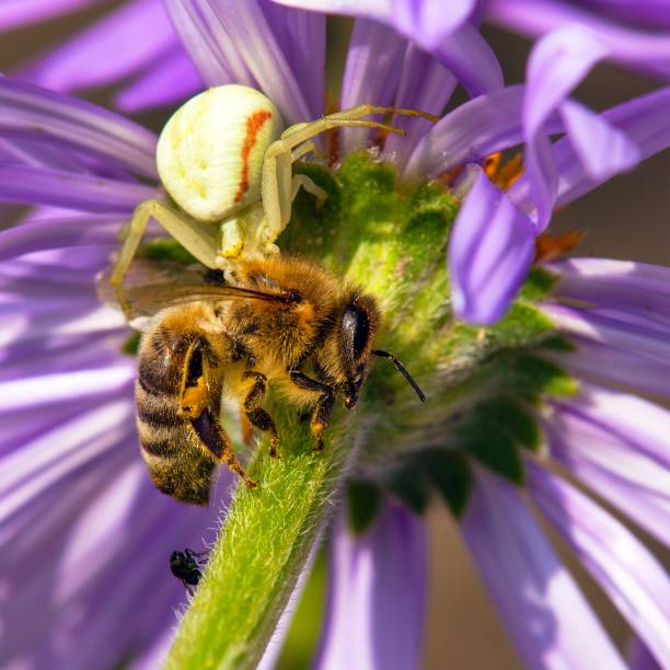 istock bee or honeybee killed by a spider, hunter and victim 1308516437
