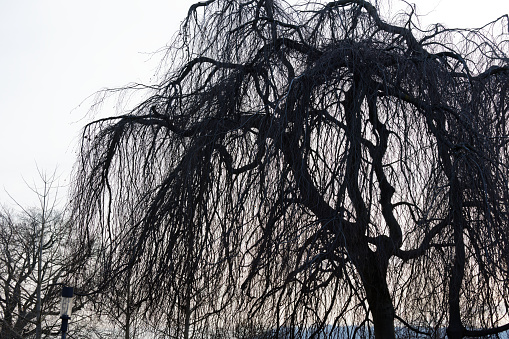 large imposing weeping willow in front of white sky, at dusk, without people