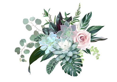 Blush pink rose, blue echeveria succulent, dusty flowers, eucalyptus, calathea, greenery, tropical leaves, monstera vector design bouquet. Exotic wedding flower. Island style. Isolated and editable