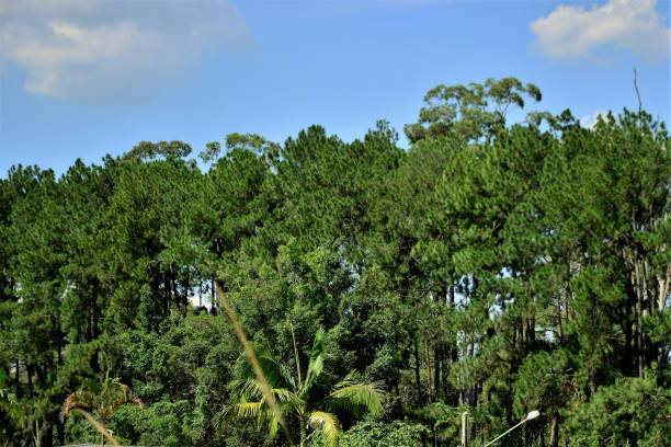 The pine trees on sunny day