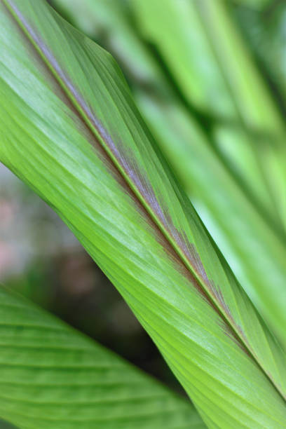 istock details of dichorisandra thyrsiflora leaf 1308519229