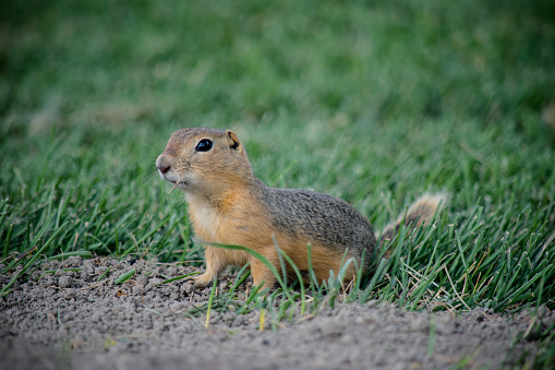 The gopher has leaned out of its hole and is looking at the camera.