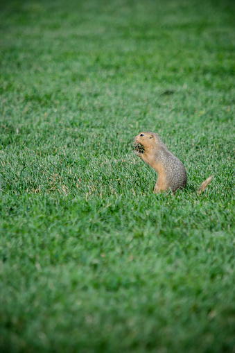 The prairie dog, rishardson ground squirrel, is forraging and collecting grass in it's mouth.