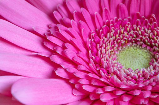 Beautiful pink gerbera background, macro. Pink daisy flower close up. Valentines card.
