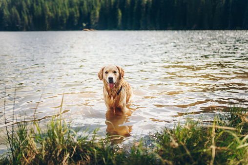 Golden retriever in a lake. Pets / Dog in the nature.