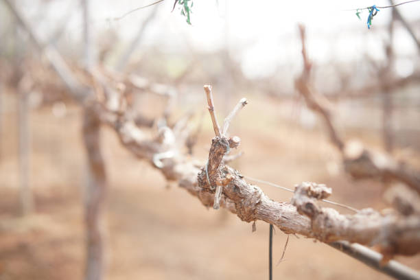 istock growing grape fruit plant tree in vineyard farm 1308521058
