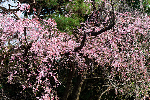 Weeping cherry tree blossoms in full bloom against pine tree.