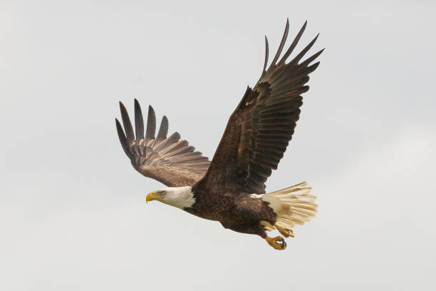 bald eagle - the eagle stock-fotos und bilder