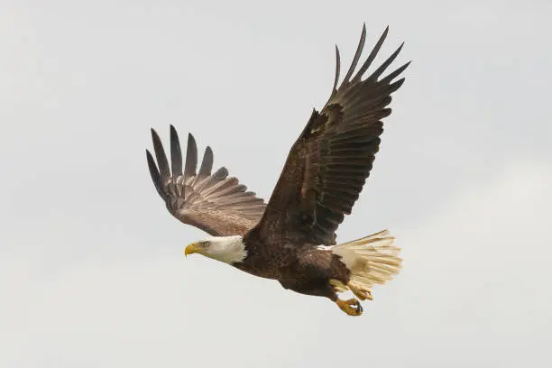 Photo of Soon Eagle