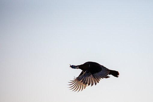 Wisconsin Wild eastern turkey (meleagris gallopavo) flying, with copy space, horizontal