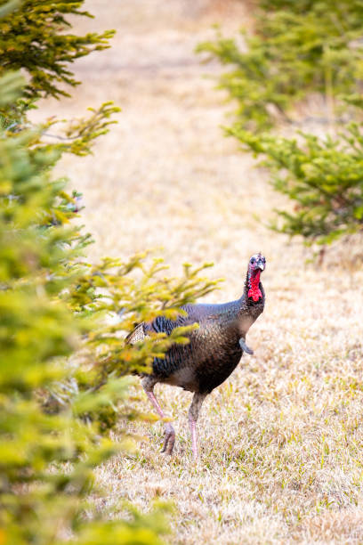 istock Wild Wisconsin eastern jake turkey (meleagris gallopavo) by pine trees in spring 1308524225