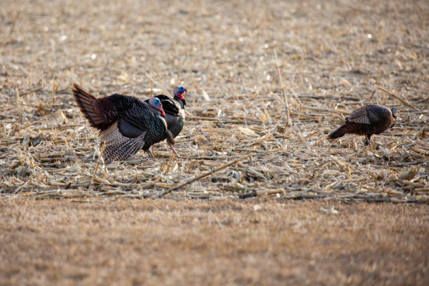 istock Wisconsin Wild eastern turkey (meleagris gallopavo) in the courtship ritual in spring 1308524251