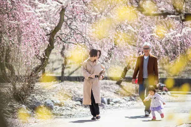 Japanese senior man and woman with their Granddaughter walking through a park with lots of Plum blossom trees in bloom.