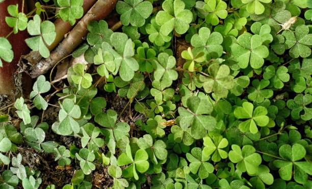 istock small tamarind leaves (Oxalis corniculata) growing in flower pots 1308527909