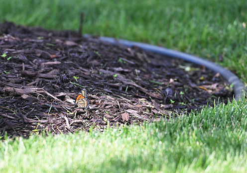 Monarch butterfly under the shade tree in the wood chips.