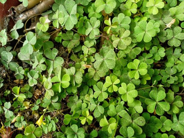 istock small tamarind leaves (Oxalis corniculata) growing in flower pots 1308527921