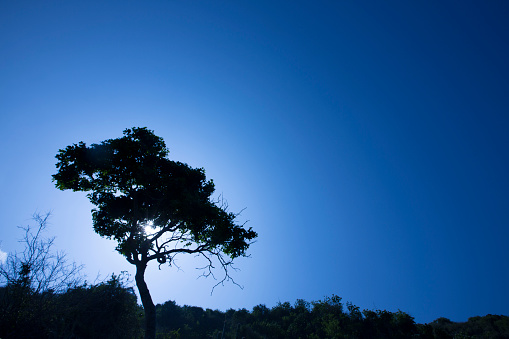 Lonely tree on a hill in the sunset or in the dawn against blue clear sky with copy space. Dramatic backlit silhouette.