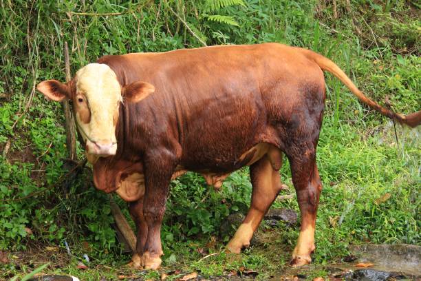 istock Beautiful rural atmosphere, the cattle in the countryside are sunbathing before doing the task of plowing the fields. 1308529183