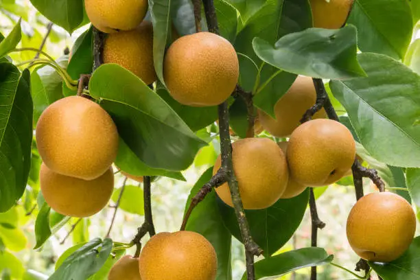 Photo of ripe organic chinese pears hanging on pear tree at harvest time