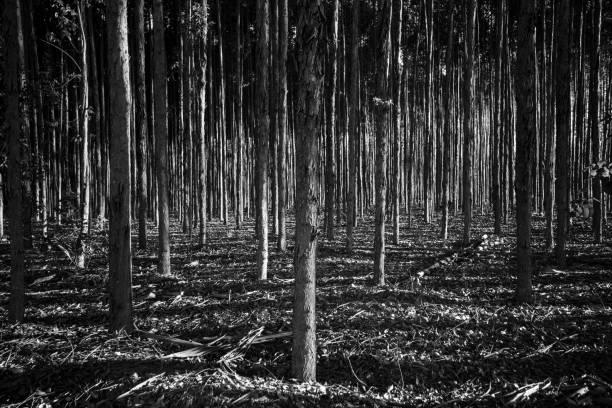 istock Shadows of the Forest 1308532261