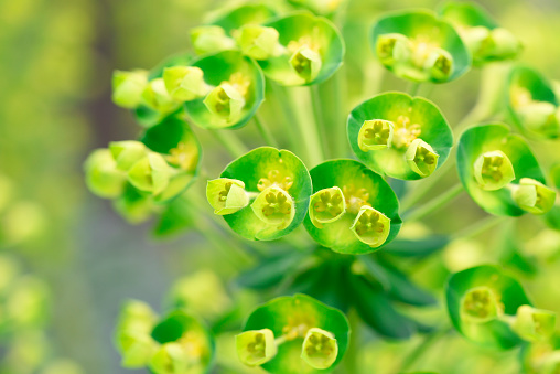 Extreme close-up of Euphorbia Lambii with shallow depth of field.