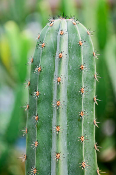 istock cactus, sugar palm leaf for decoration, plant and tree in the garden 1308533224