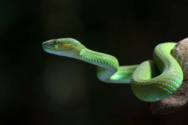 Photo of White-lipped island pit viper in dark background