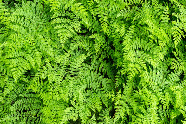 istock green ferns leaves in the forest 1308539801