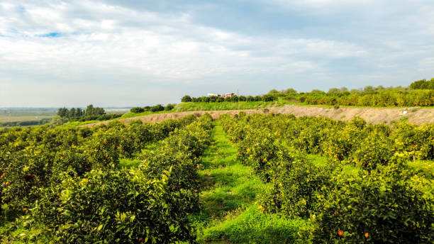 istock Italian Orange Orchards 1308539824