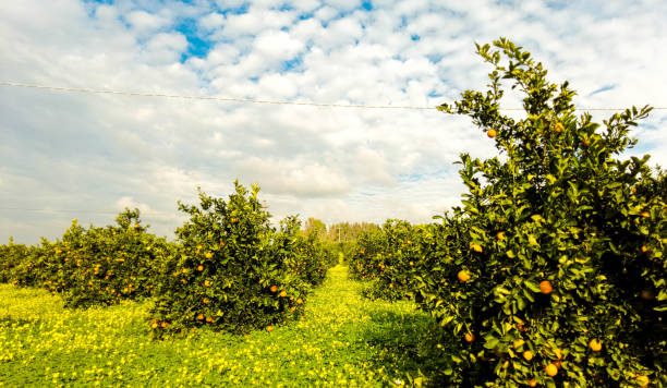 istock Italian Orange Orchards 1308539858
