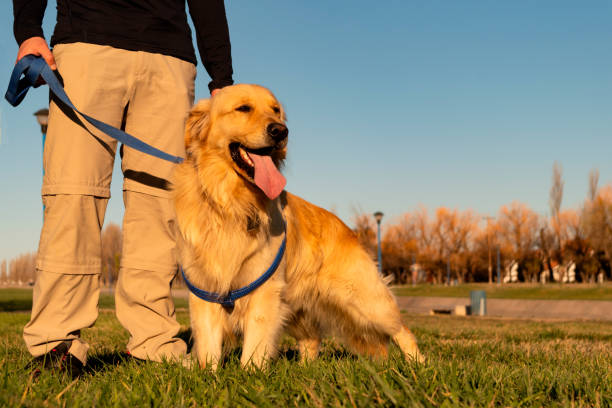istock Golden Retriever dog posing in a park with his trainer 1308539877