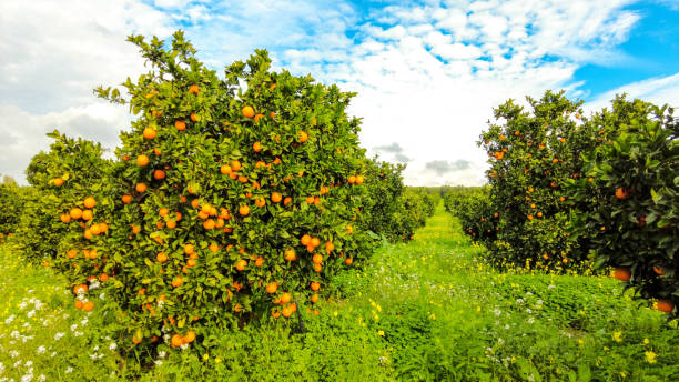 istock Italian Orange Orchards 1308539956