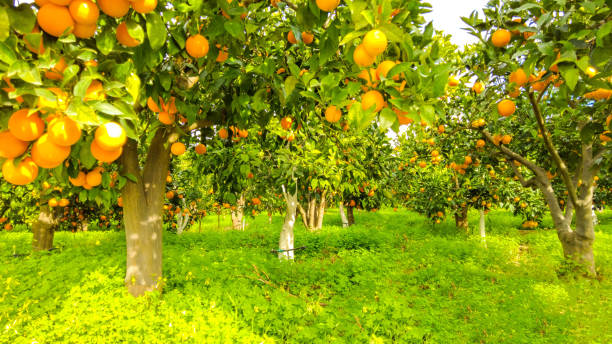 istock Italian Orange Orchards 1308540016