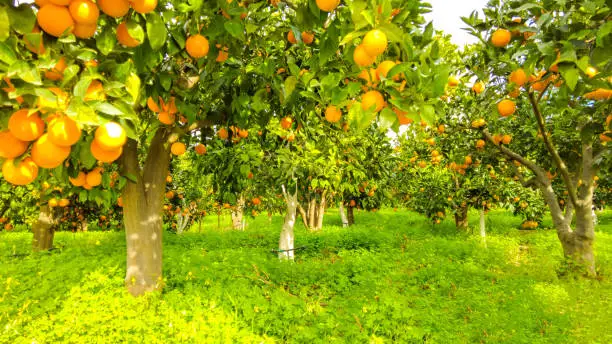 A view from within one of Sicily's world famous orange orchards during full bloom, in the winter time.