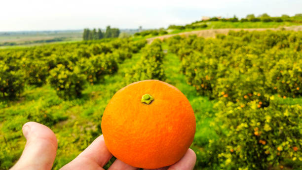 istock Italian Orange Orchards 1308540682