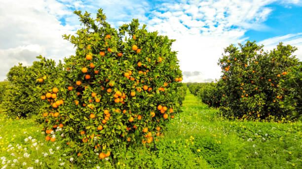 istock Italian Orange Orchards 1308541829